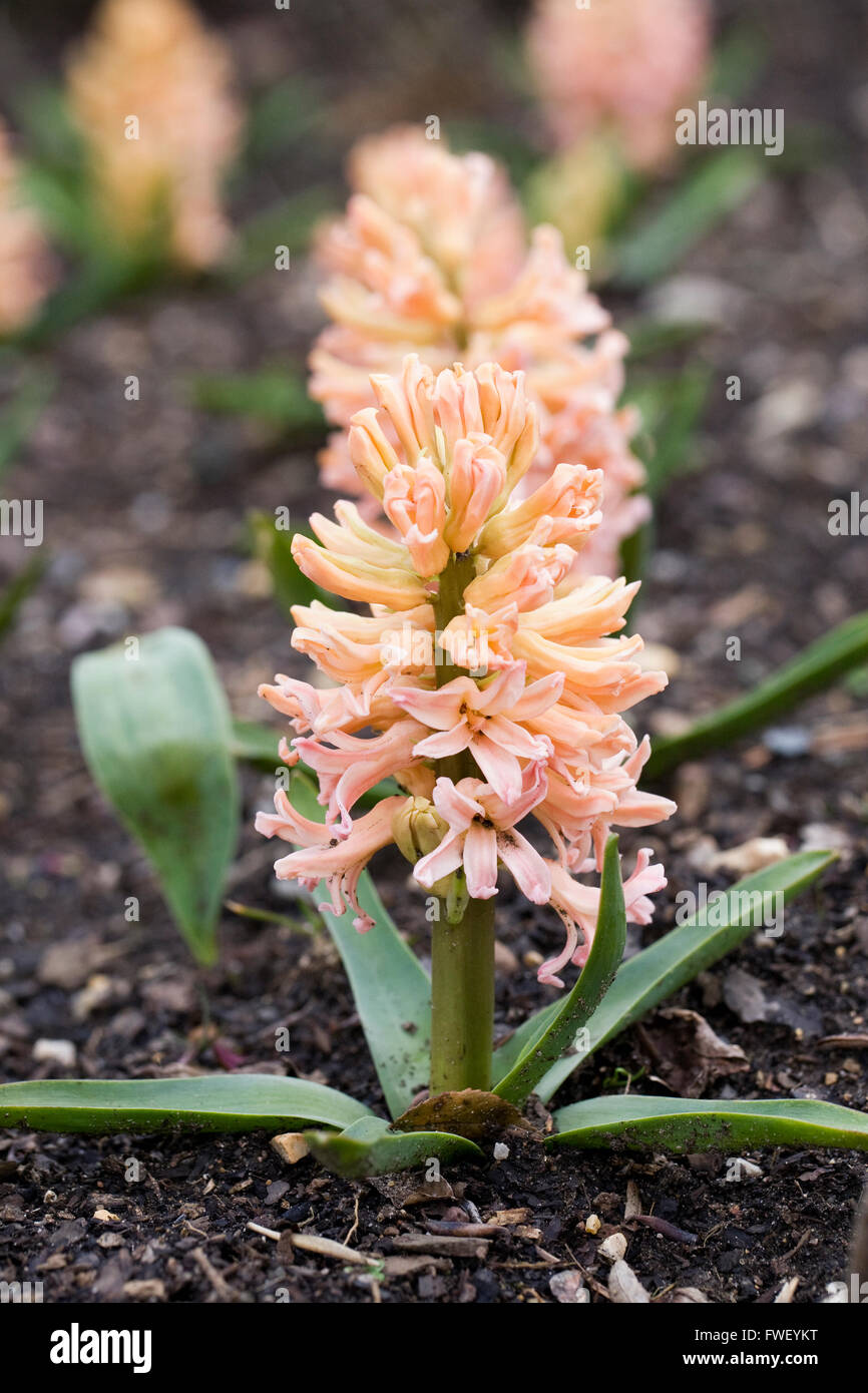Apricot Coloured Flowers High Resolution Stock Photography and Images