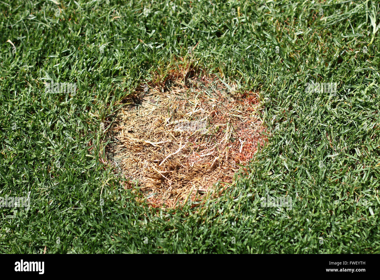 Round brown patch on green grass Stock Photo