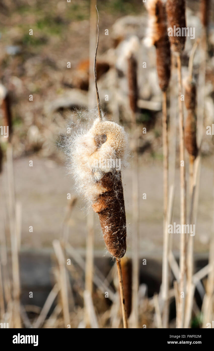 Common bulrush (Typha latifolia), a perennial herbaceous wetland plant growing at RHS Gardens, Wisley, Surrey, UK in winter Stock Photo