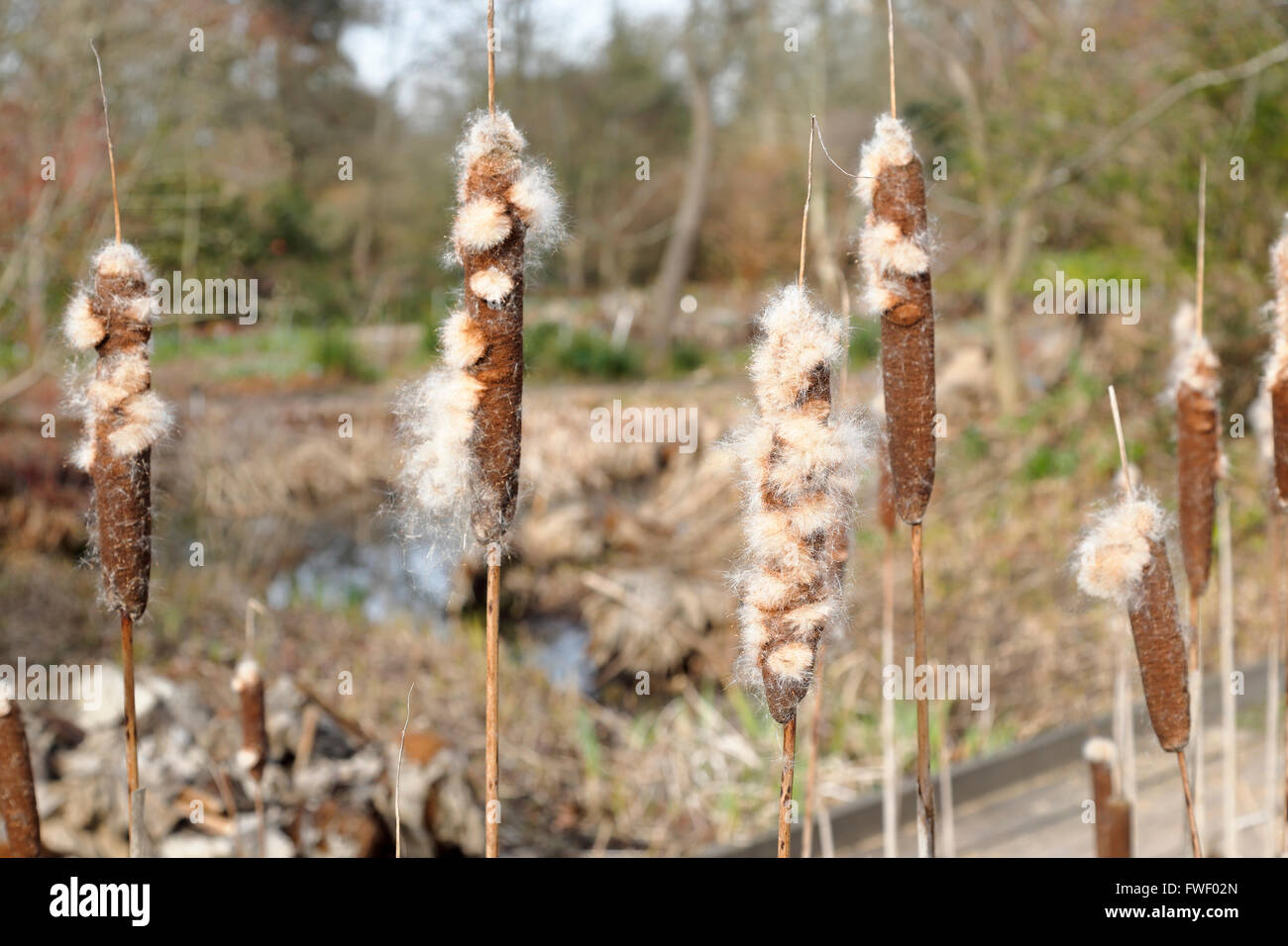 Common bulrush (Typha latifolia), a perennial herbaceous wetland plant growing at RHS Gardens, Wisley, Surrey, UK in winter Stock Photo
