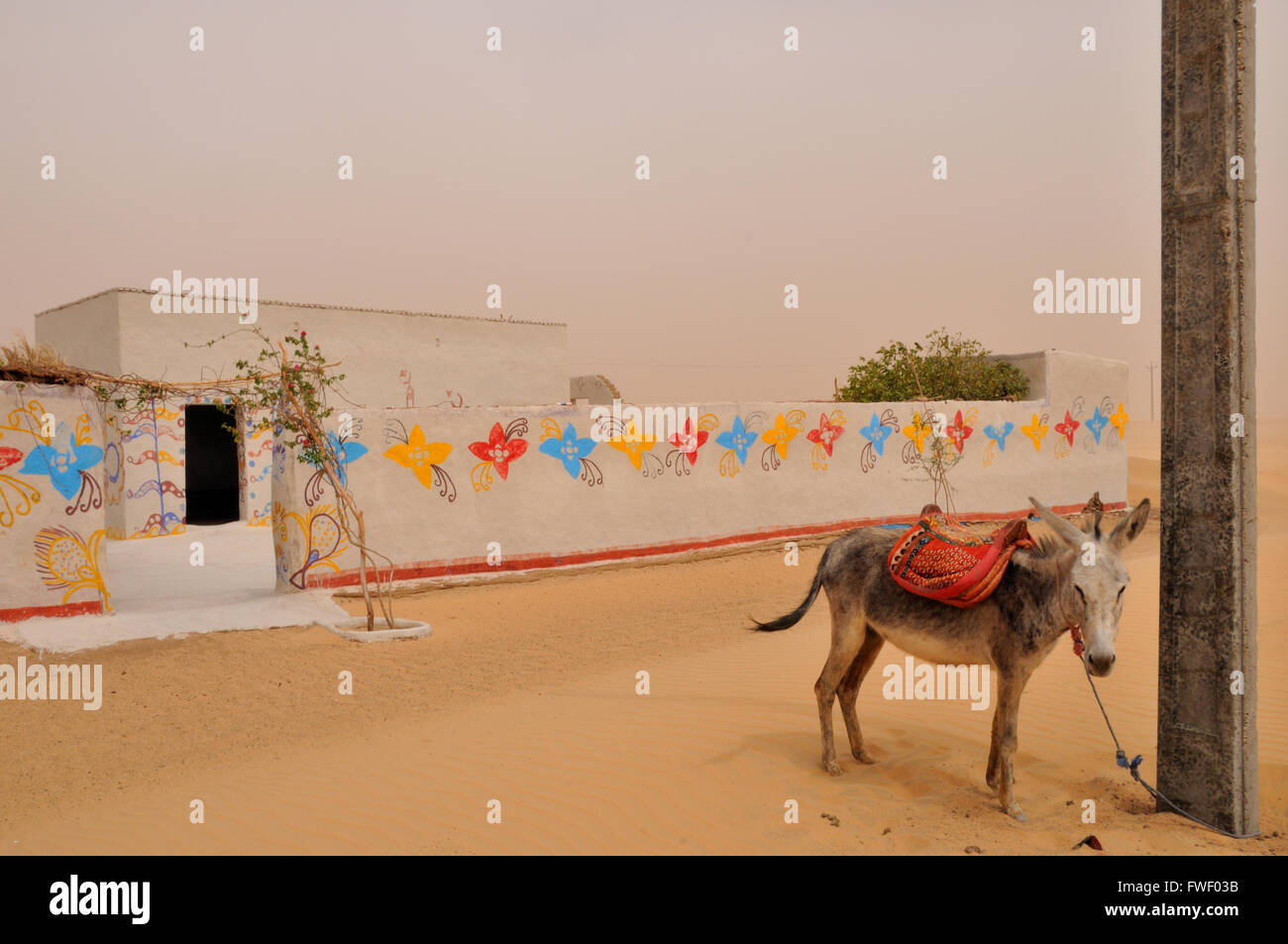 Donkey, Nubian village, along the Nile bend Stock Photo Alamy