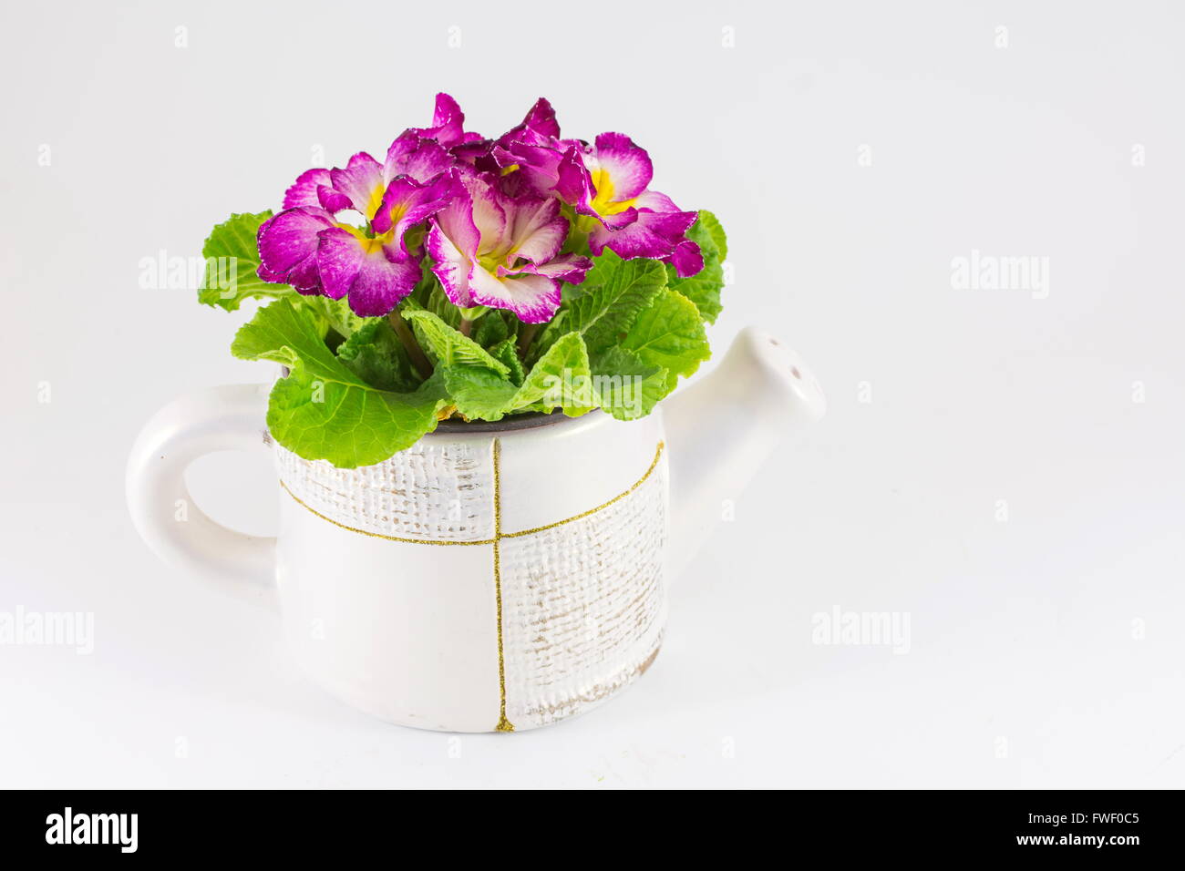 pink flowers in a water bucket on white Stock Photo
