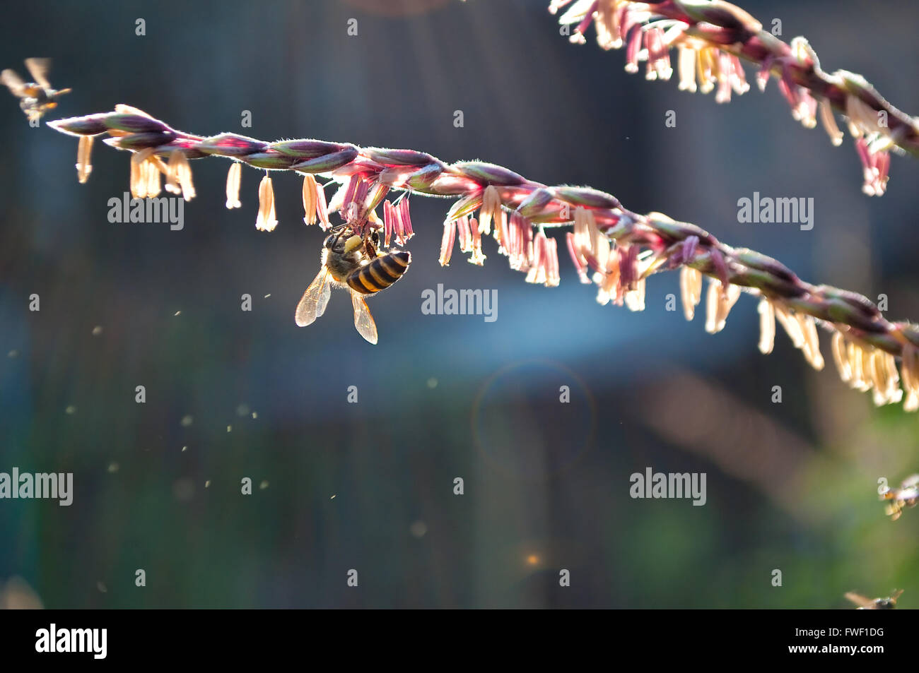 A worker bee collecting pollen from corn flowers under morning sunlinght with several blured