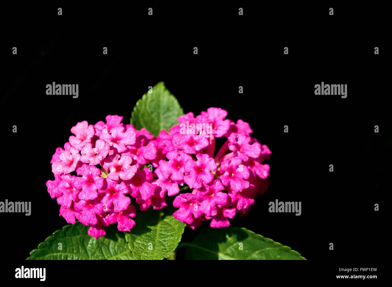 Close up of pink flower named Lantana Camara, also known as big-sage (Malaysia), wild-sage, red-sage, white-sage (Caribbean) Stock Photo