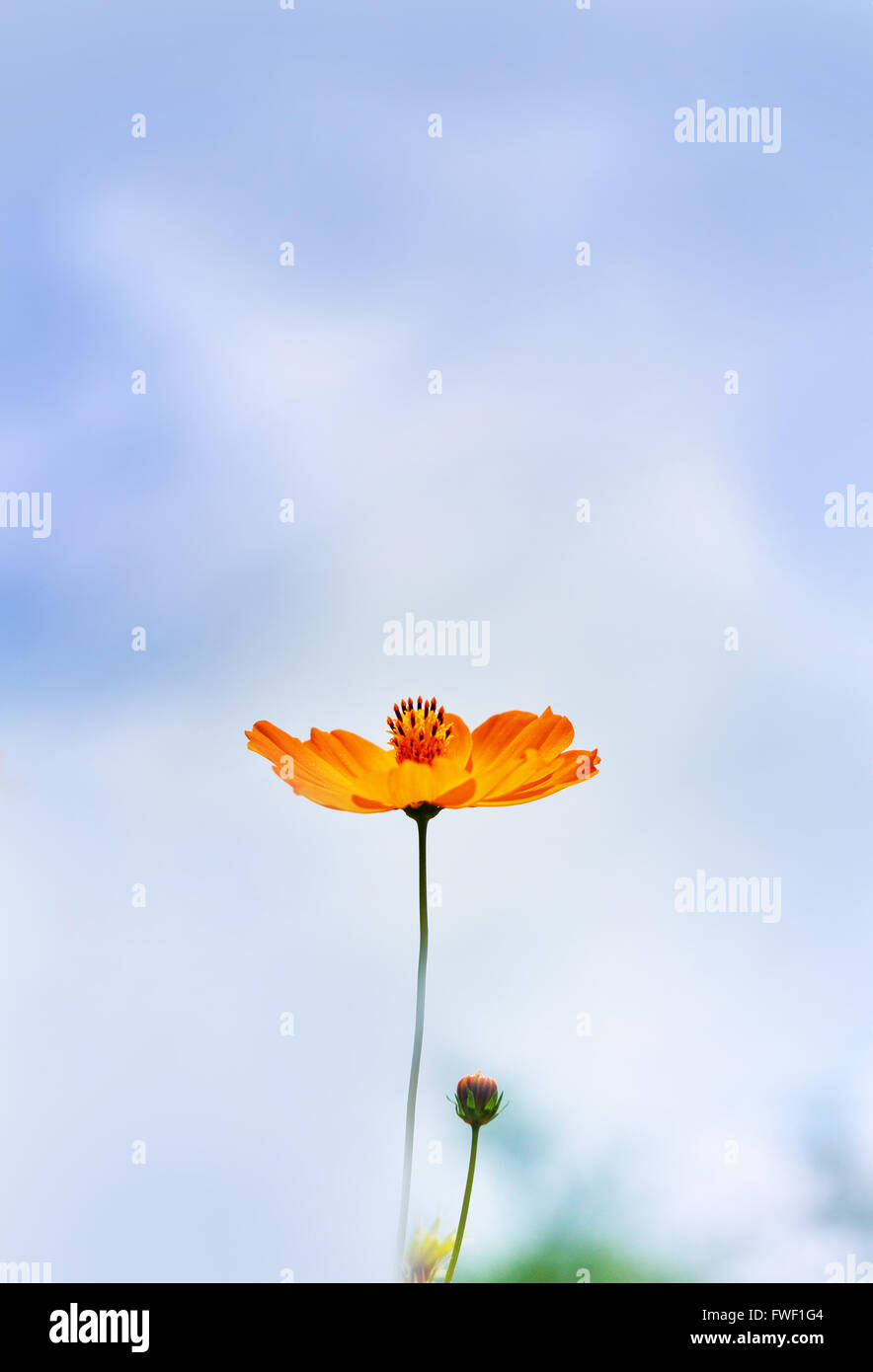 Yellow Cosmos flower with blurred sky Stock Photo