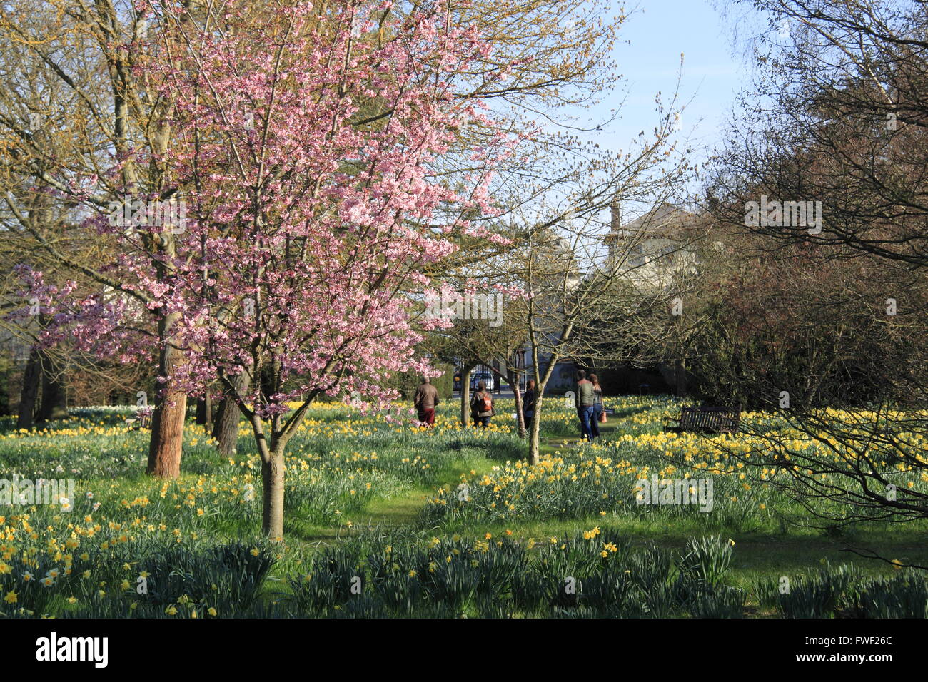Daffodils and blossom, Hampton Court Palace, East Molesey, Surrey, England, Great Britain, United Kingdom, UK, Europe Stock Photo