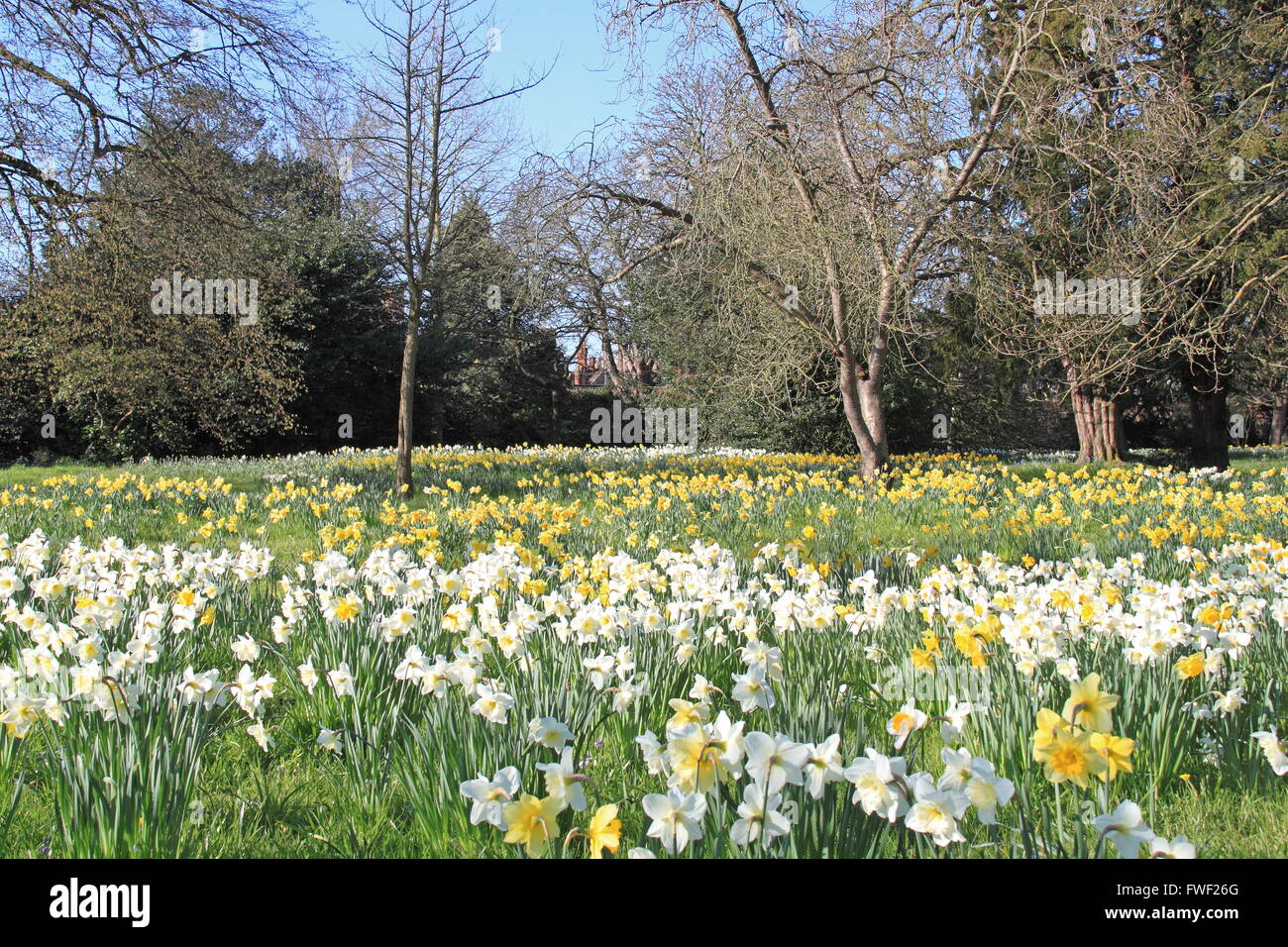 Daffodils in the 'Wilderness', Hampton Court Palace, East Molesey, Surrey, England, Great
