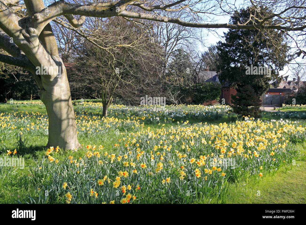 Daffodils in the 'Wilderness', Hampton Court Palace, East Molesey, Surrey, England, Great Britain, United Kingdom, UK, Europe Stock Photo