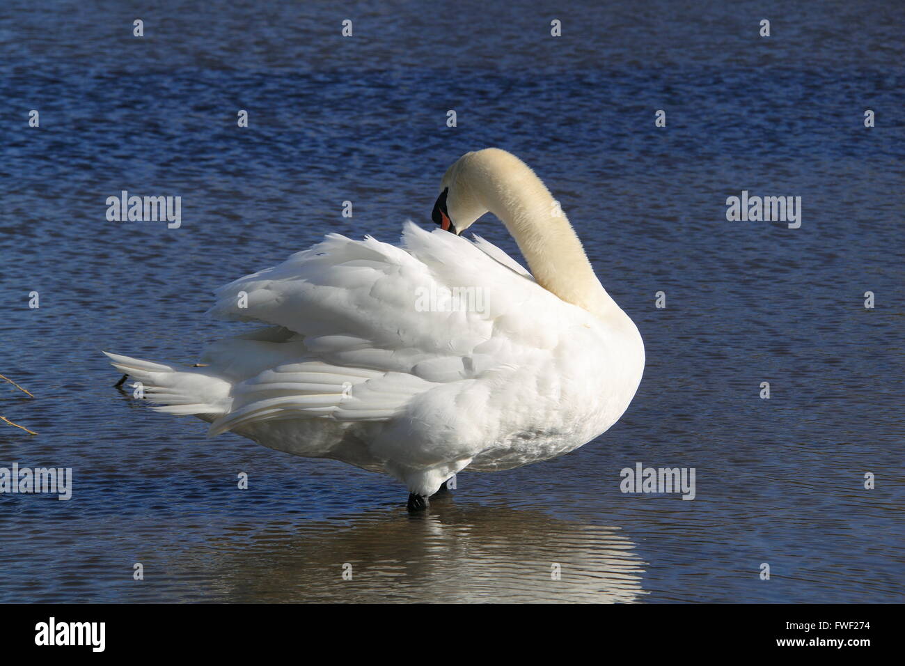 Mute Swan (Cygnus olor), Bushy Park, Hampton Court, East Molesey