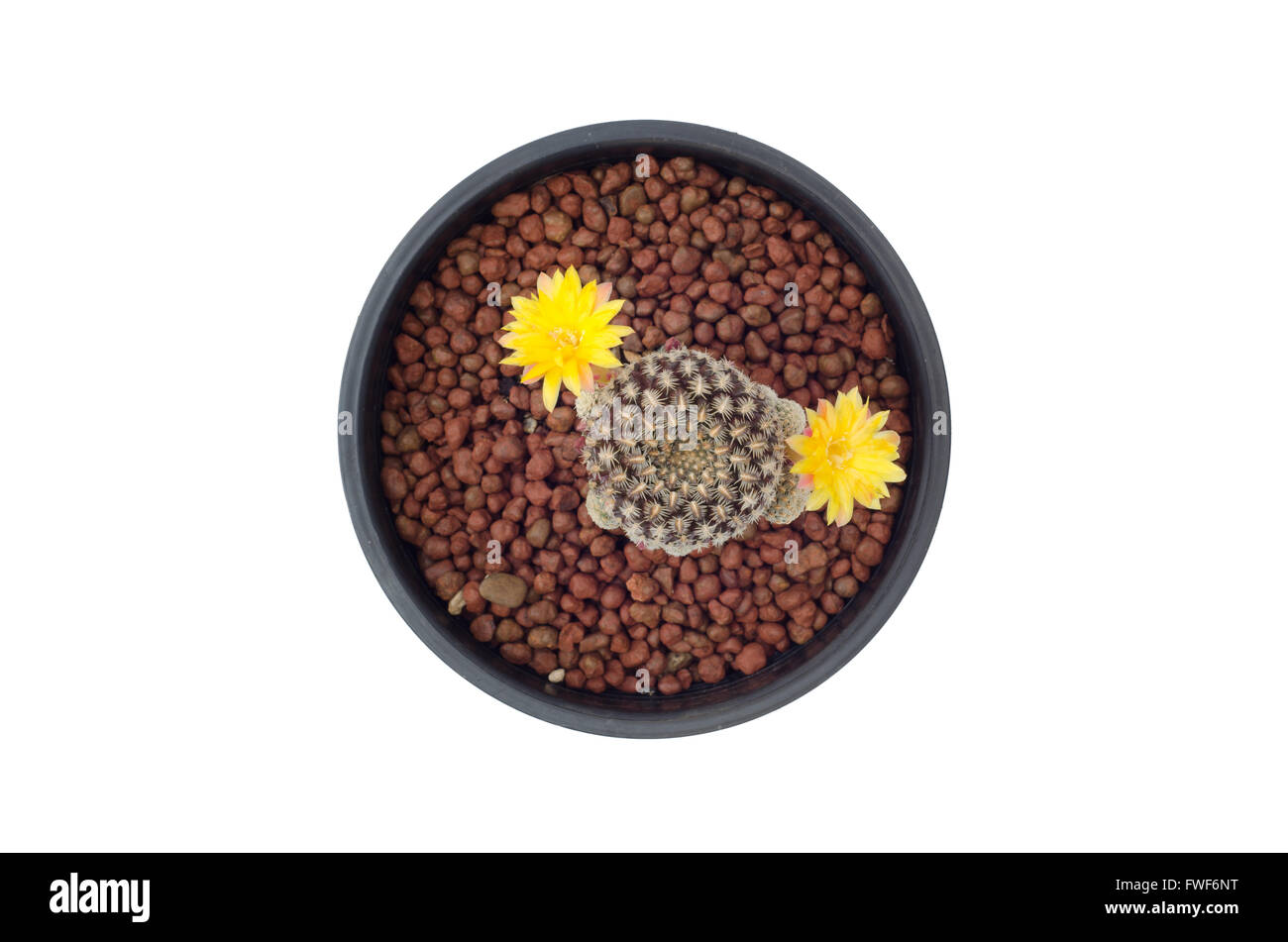 cactus in pot isolated on white background Stock Photo - Alamy