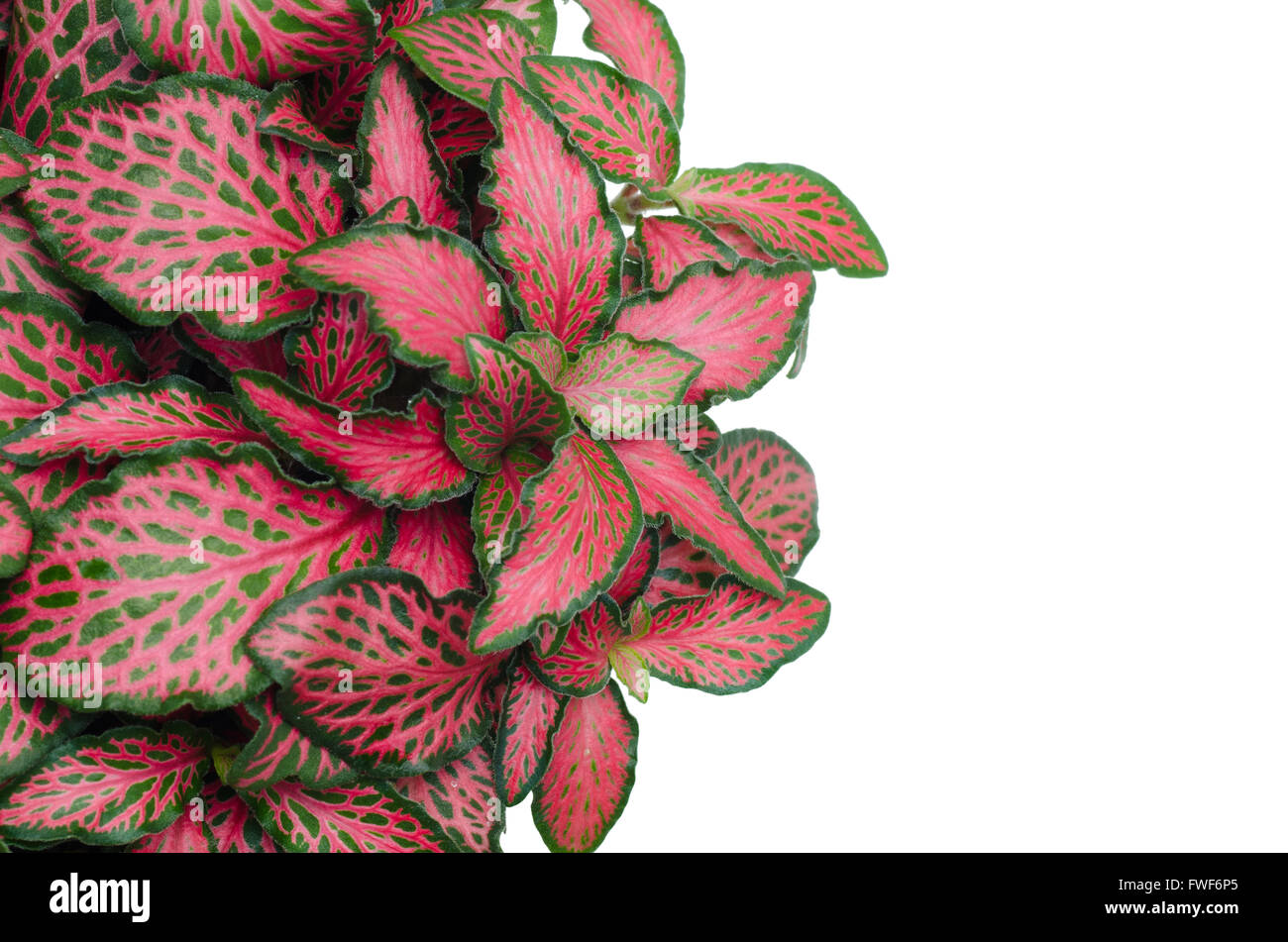 Episcia Leaf australia  isolated on white backgroud Stock Photo