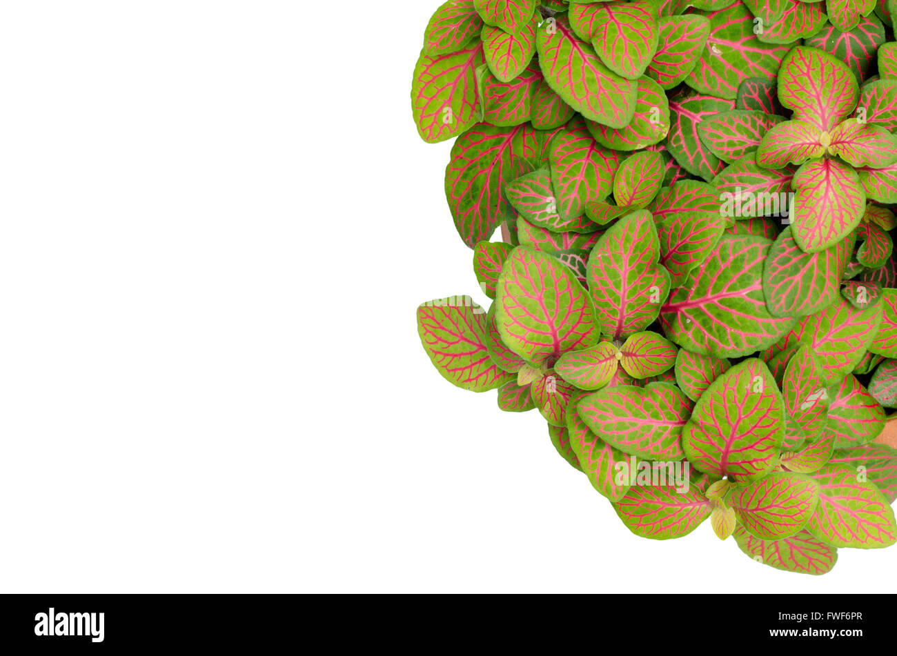Episcia leaf isolated on white background Stock Photo