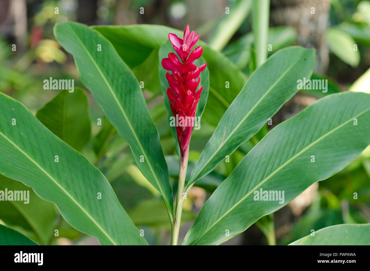Monocot flower hires stock photography and images Alamy