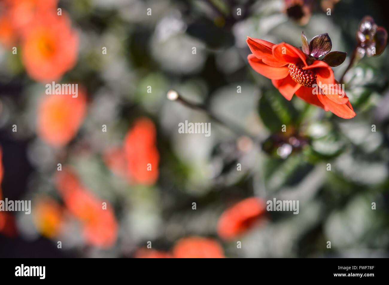 red flower with a dark green background Stock Photo