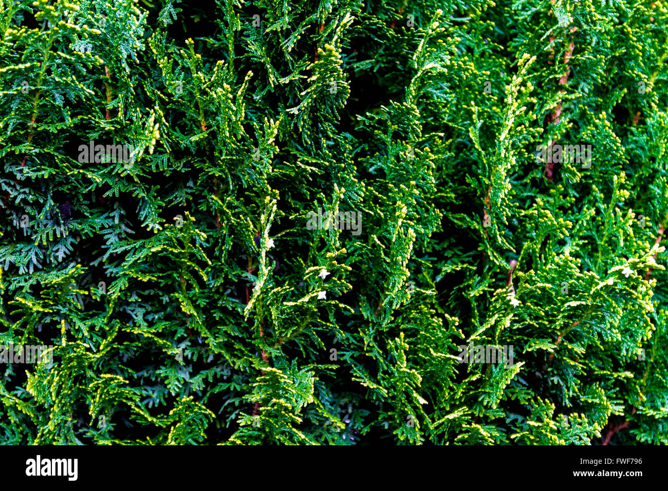 Juniper foliage new growth and blossoms in the spring Stock Photo
