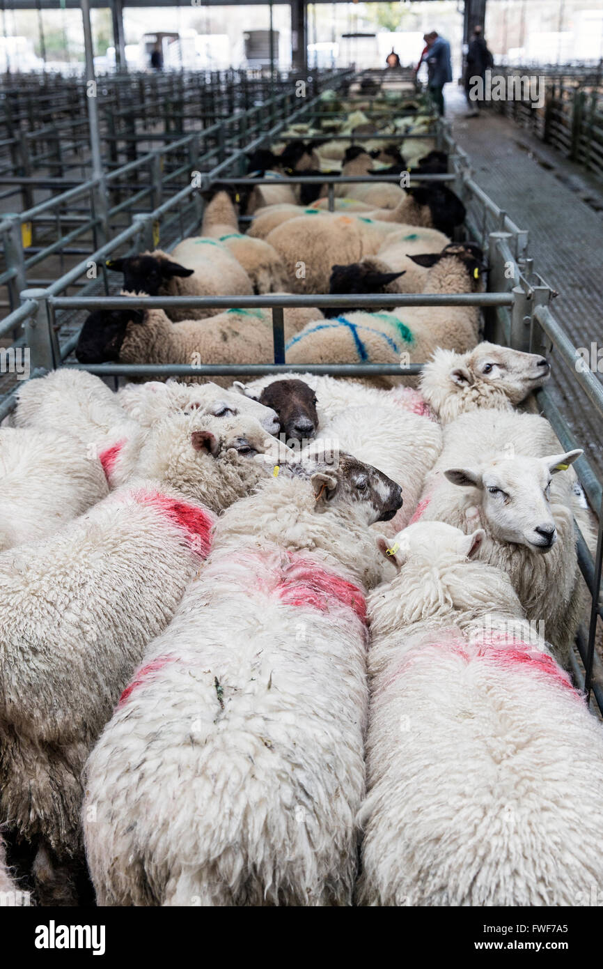 sheep in market pens,farm, photo, many, lots, agriculture, mammal, wool