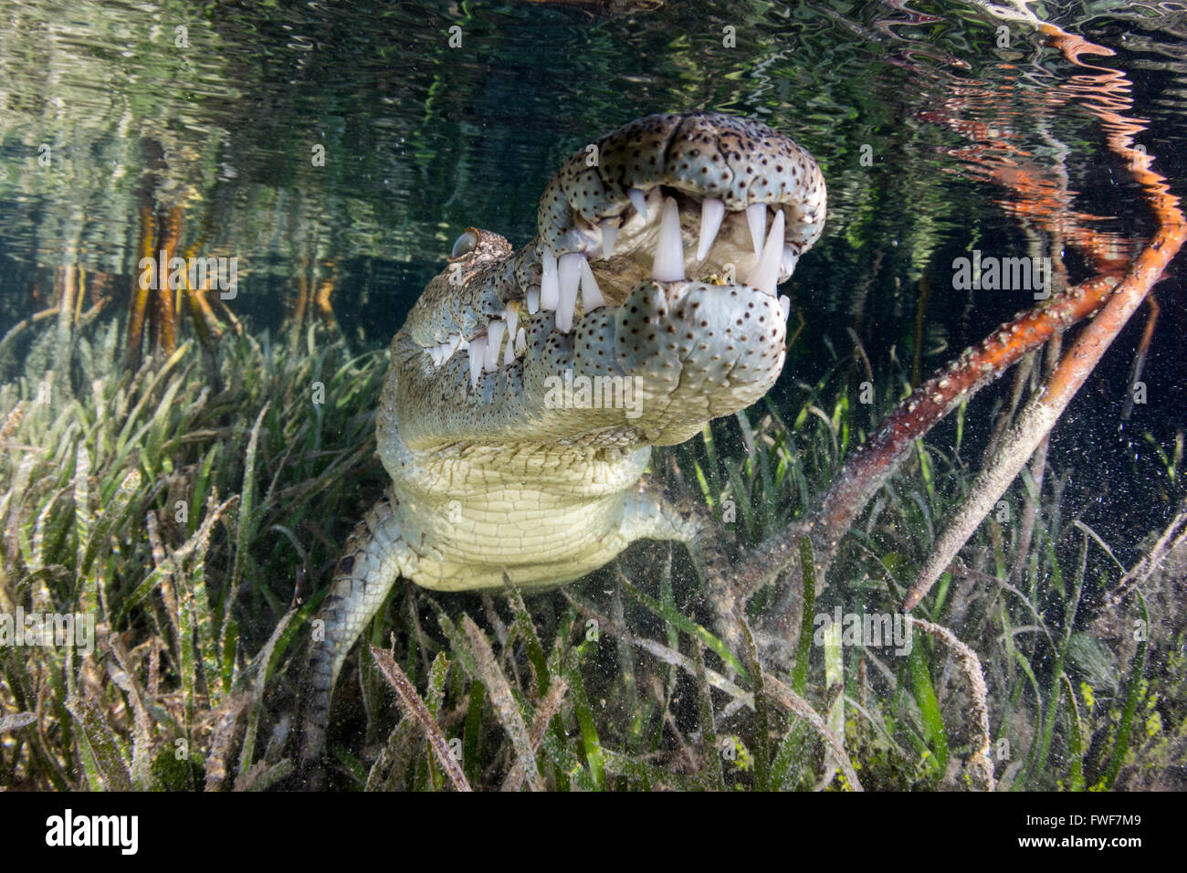 saltwater crocodile, Crocodylus porosus, Jardines de la Reina, Cuba, Caribbean Sea Stock Photo