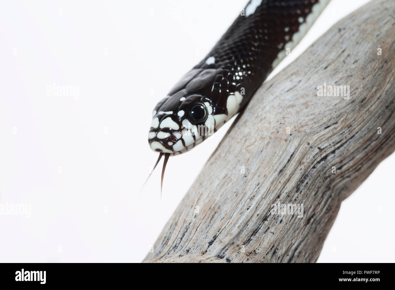 Portrait of a black snake, Lampropeltis getula californiae. White background Stock Photo