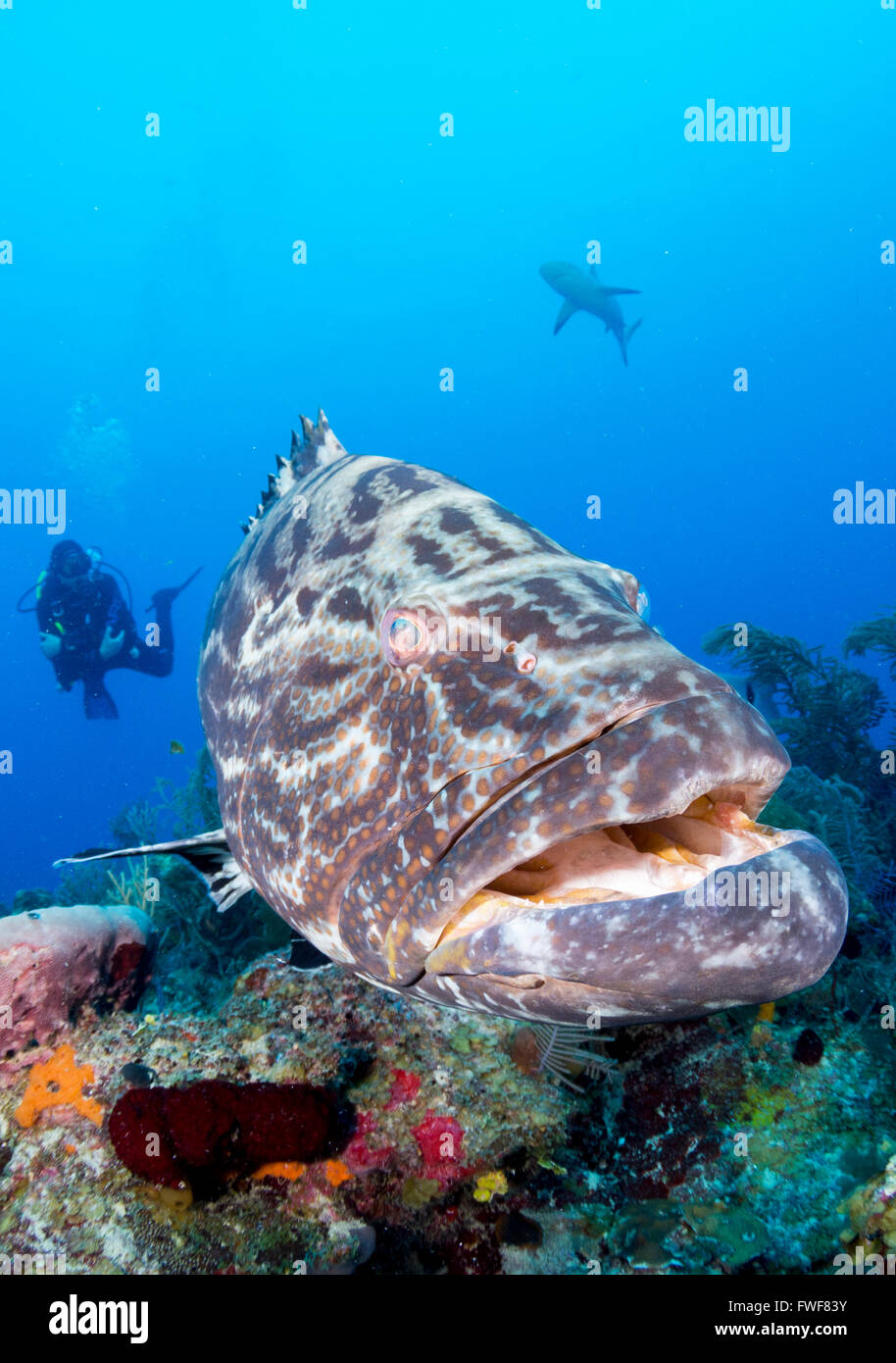 Tiger grouper, Mycteroperca tigris, Jardines de la Reina, Cuba, Caribbean Sea Stock Photo