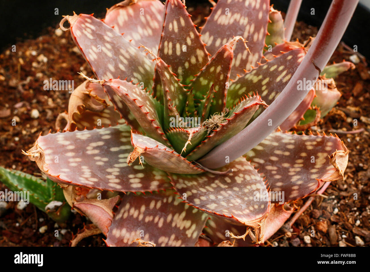 Aloe Vera Leaves Stock Photo