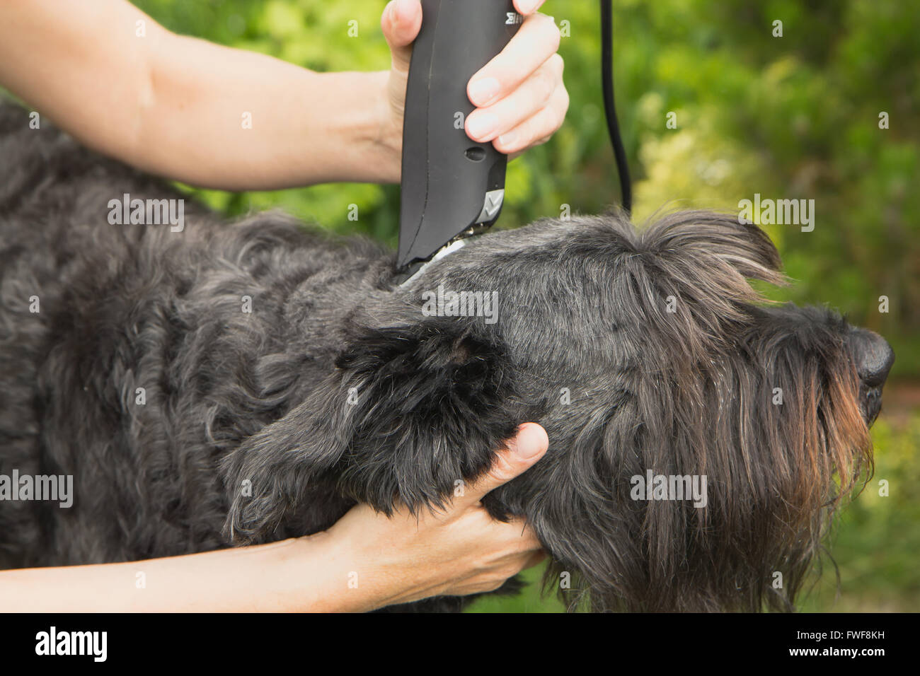 Hands of a woman holding the dog's head and adjusts his coat by machine Stock Photo