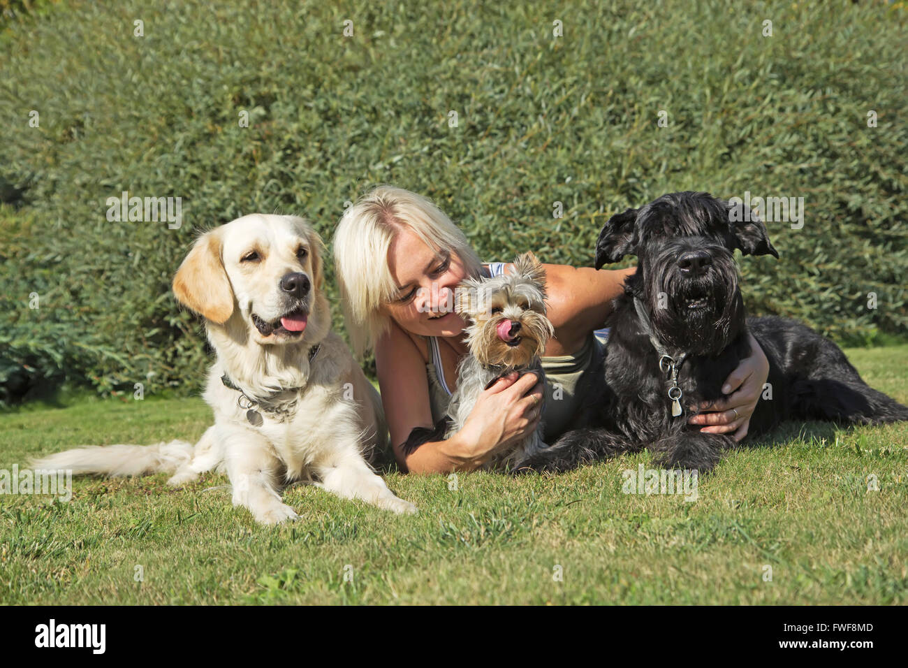 Blond woman is lying with three dogs at the lawn Stock Photo - Alamy