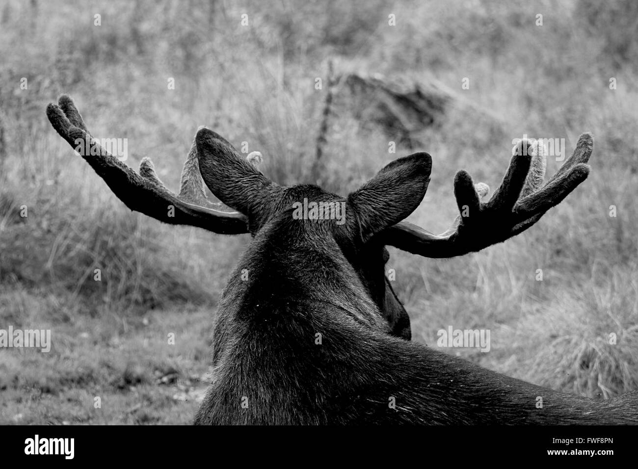 Black and white image of a moose. Stock Photo