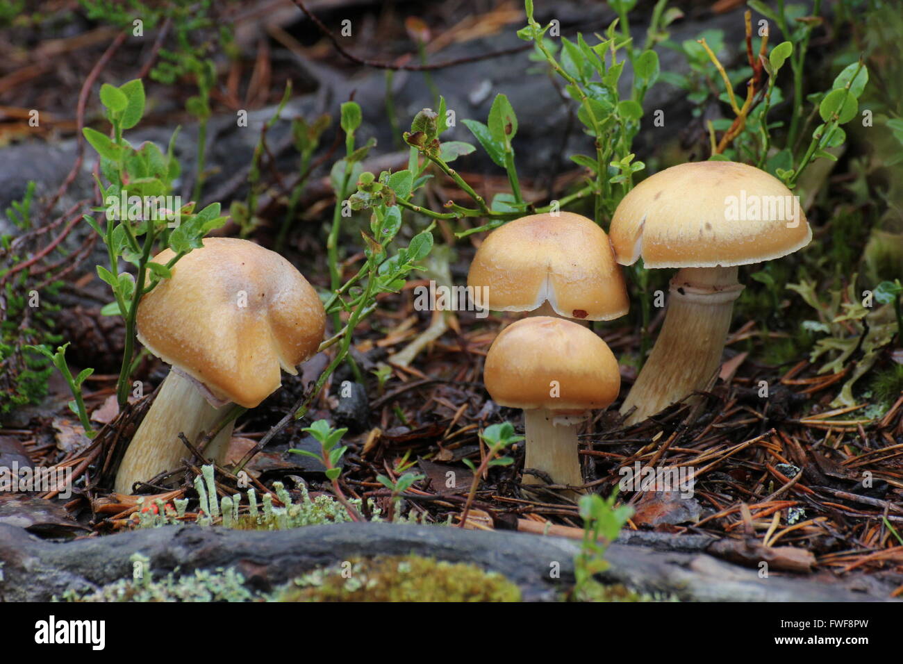 A group of mushrooms in Sweden. Stock Photo
