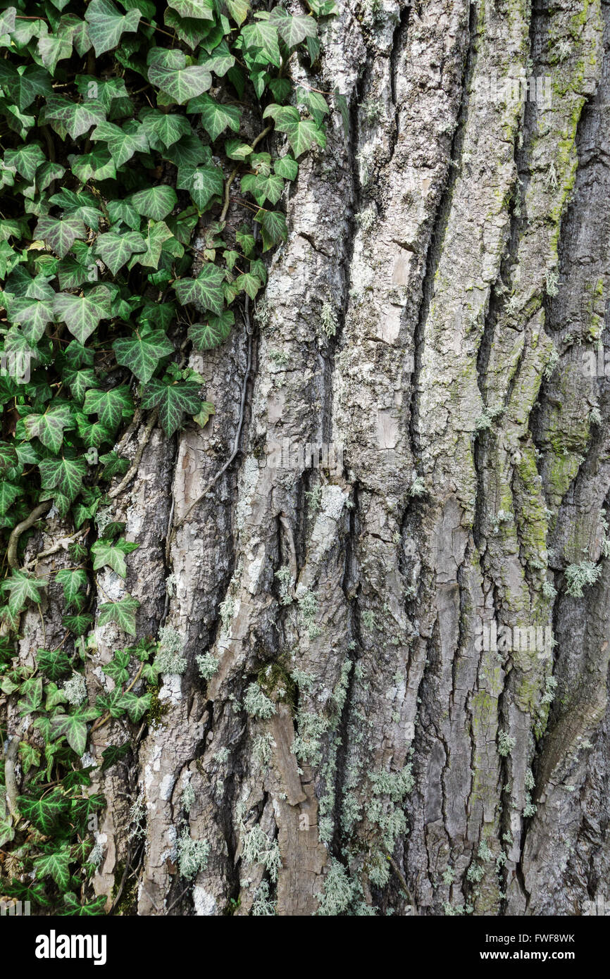 Ivy grows on a thick old tree trunk Stock Photo