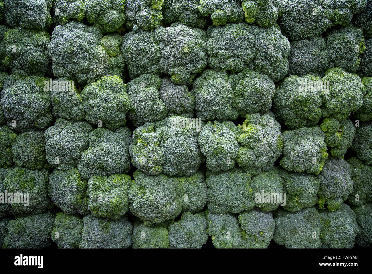 a tightly packed stack of broccoli on display in the produce section of a grocery store Stock Photo