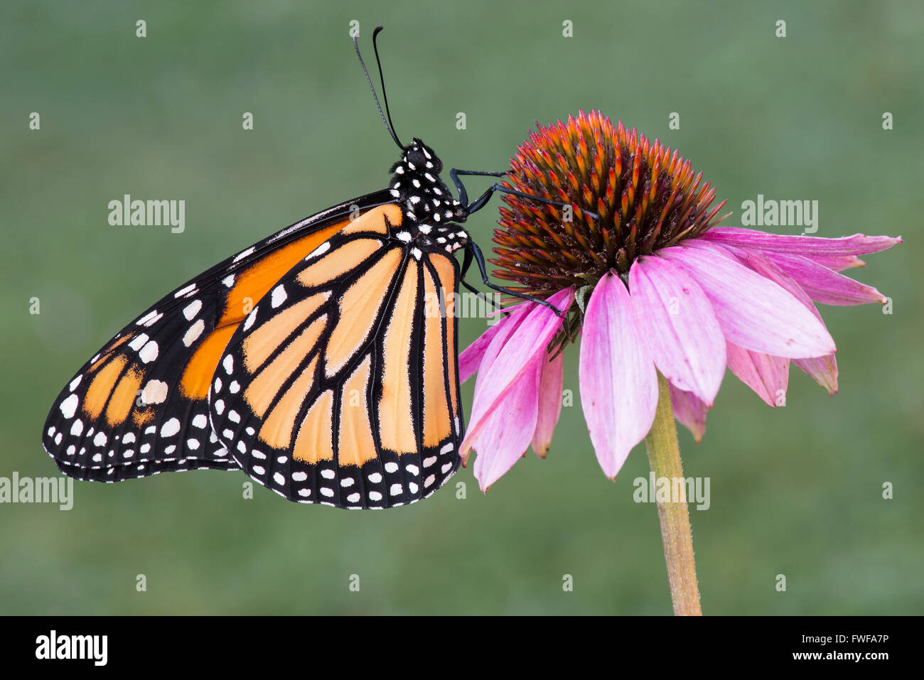Monarch Butterfly Danaus plexippus adult resting on Purple Coneflower (Echinacea purpurea) Michigan USA Stock Photo