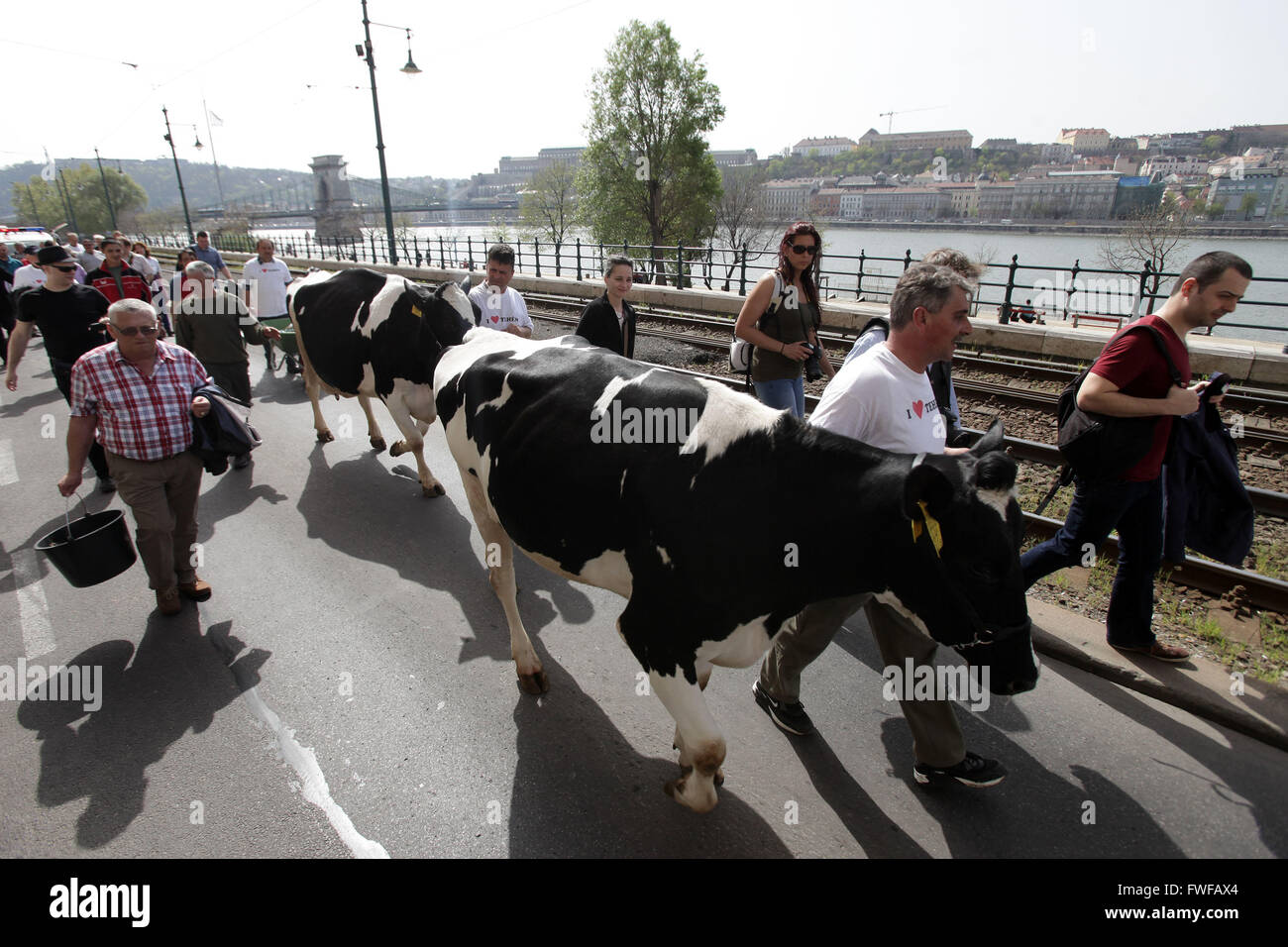 (160405) --BUDAPEST, April 5, 2016 (Xinhua) -- Hungarian dairy farmers marched with their cows on the streets to protest the low milk prices and demand more favorable sales opportunities in Budapest, Hungary, April 4, 2016. (Xinhua/Csaba Domotor) Stock Photo