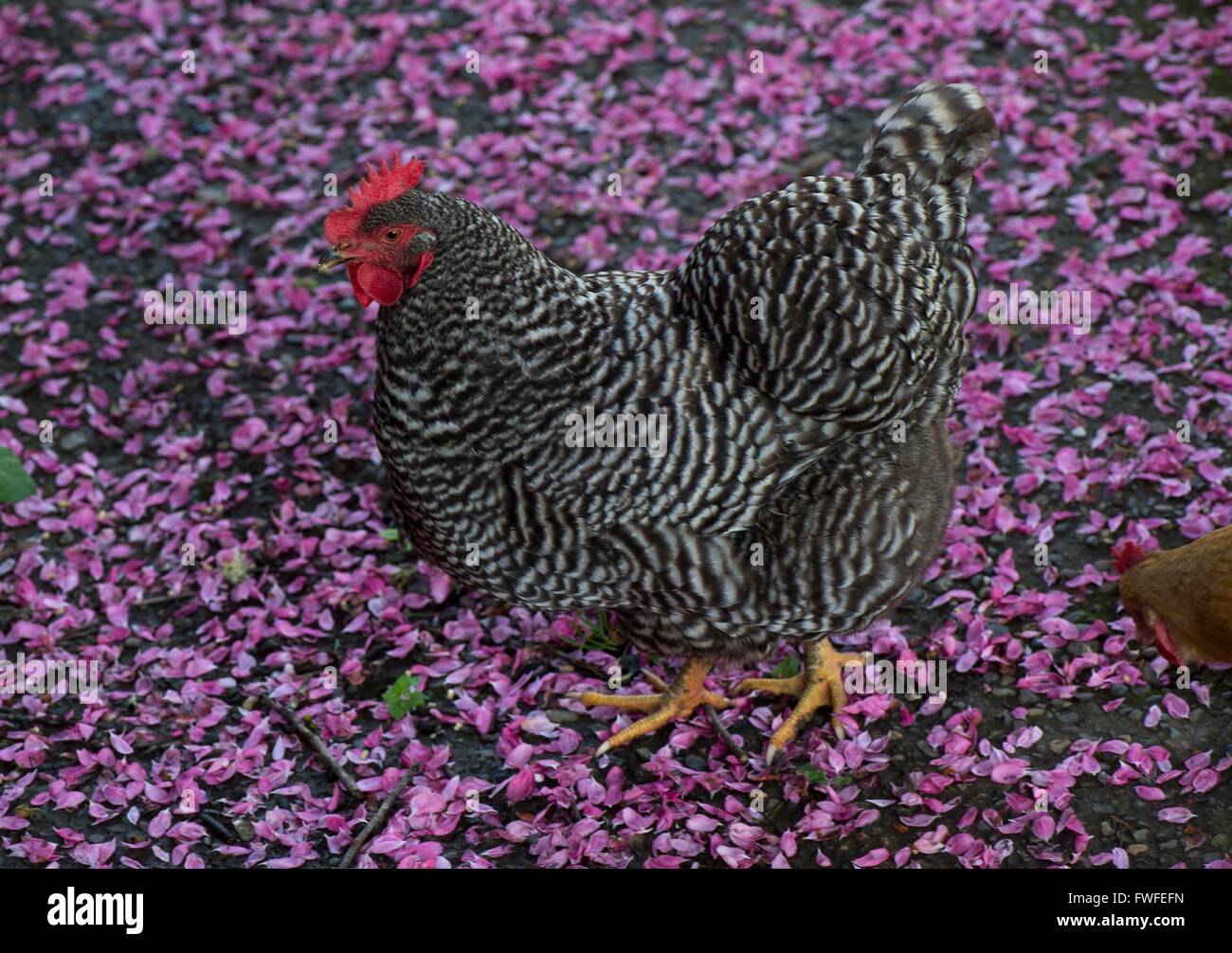 Elkton, Oregon, USA. 4th Apr, 2016. A barred rock hen forages on a walkway strewn with a layer of fallen crabapple blossoms. The hen is part of a flock of backyard chickens on a farm near Elkton in rural Douglas County in southwestern Oregon. © Robin Loznak/ZUMA Wire/Alamy Live News Stock Photo