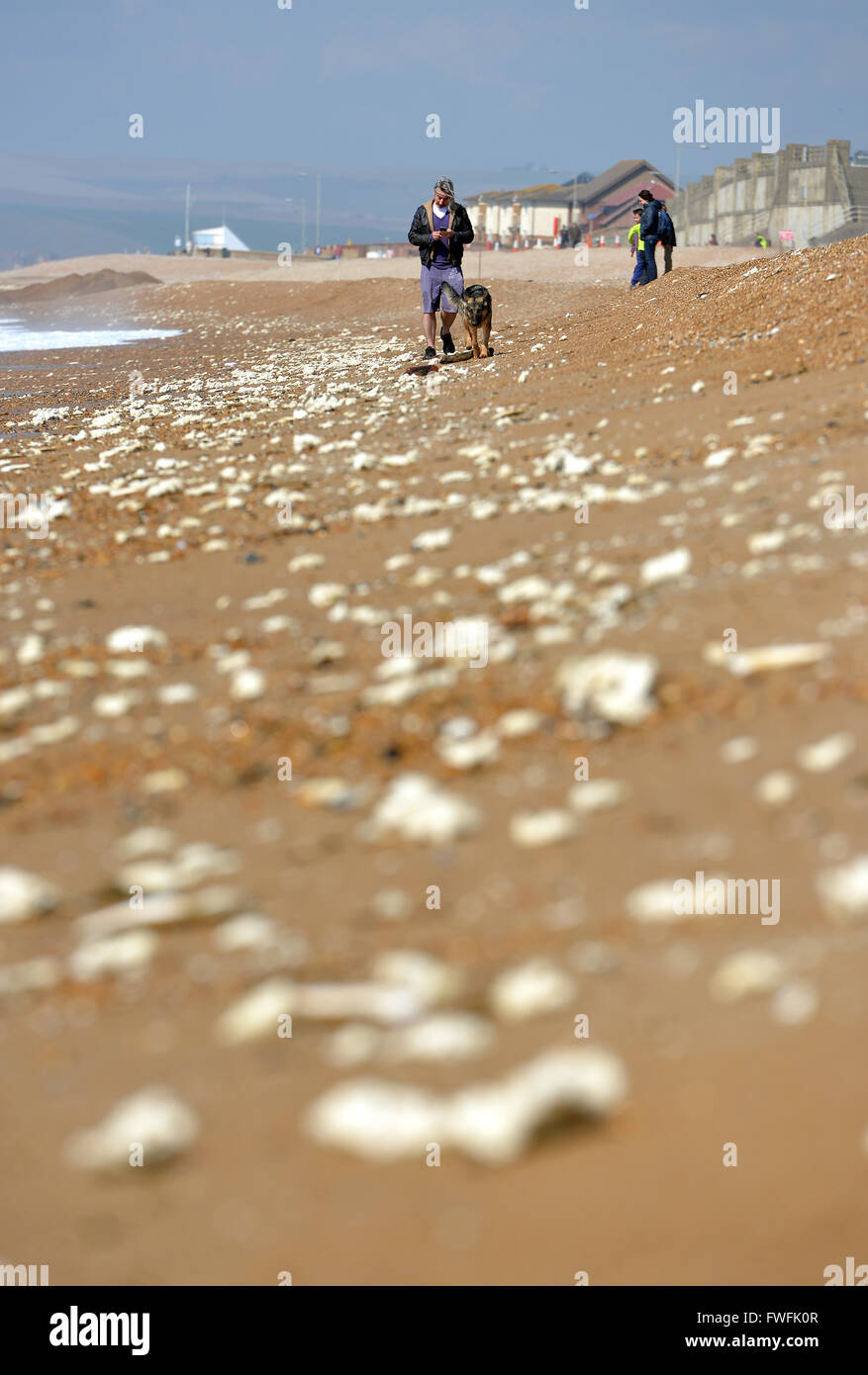 Palm oil of 'fatbergs' washed up on UK beach. Seaford, UK Stock Photo