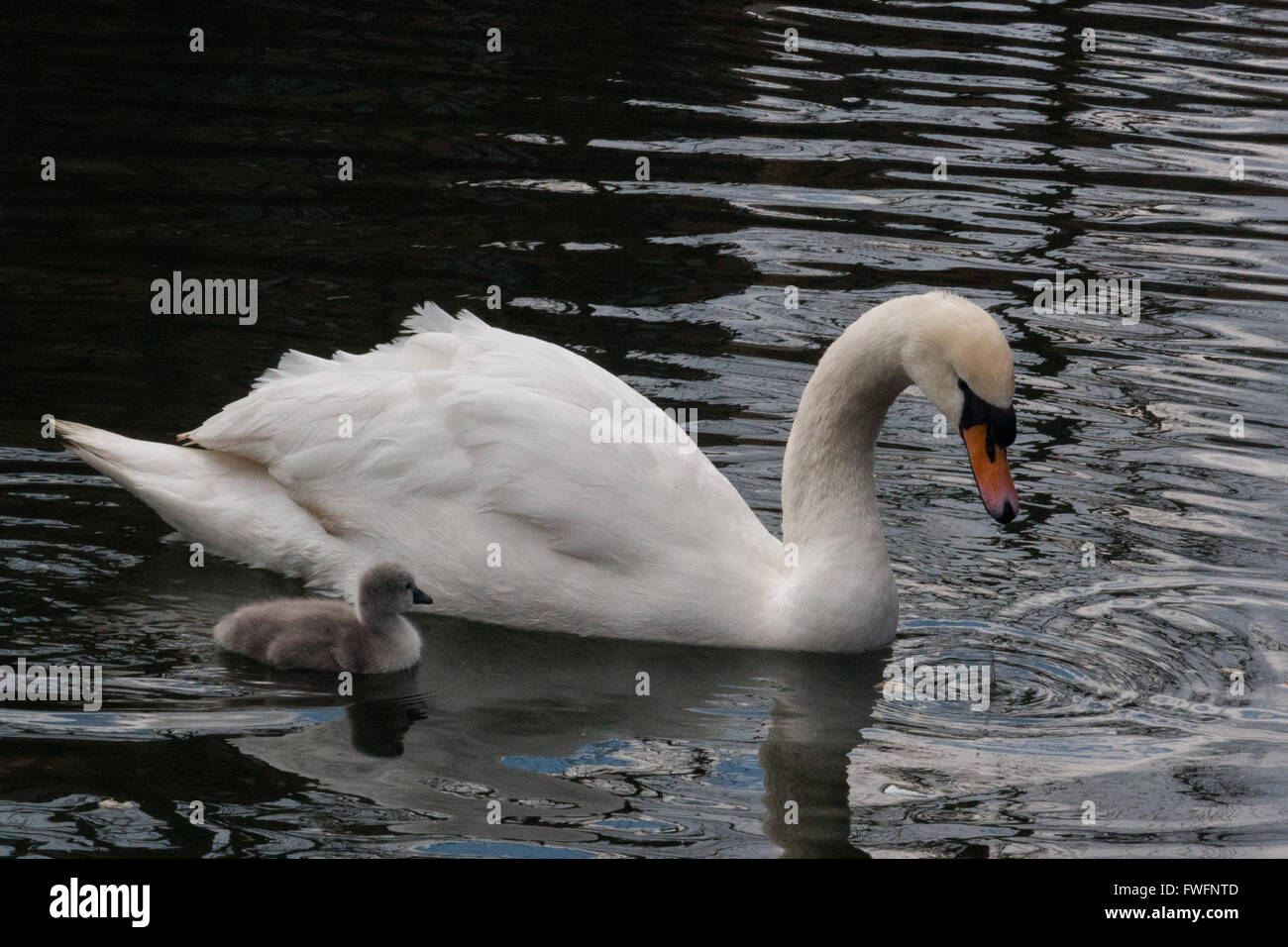 One day old swimming with parent swan in central London. This