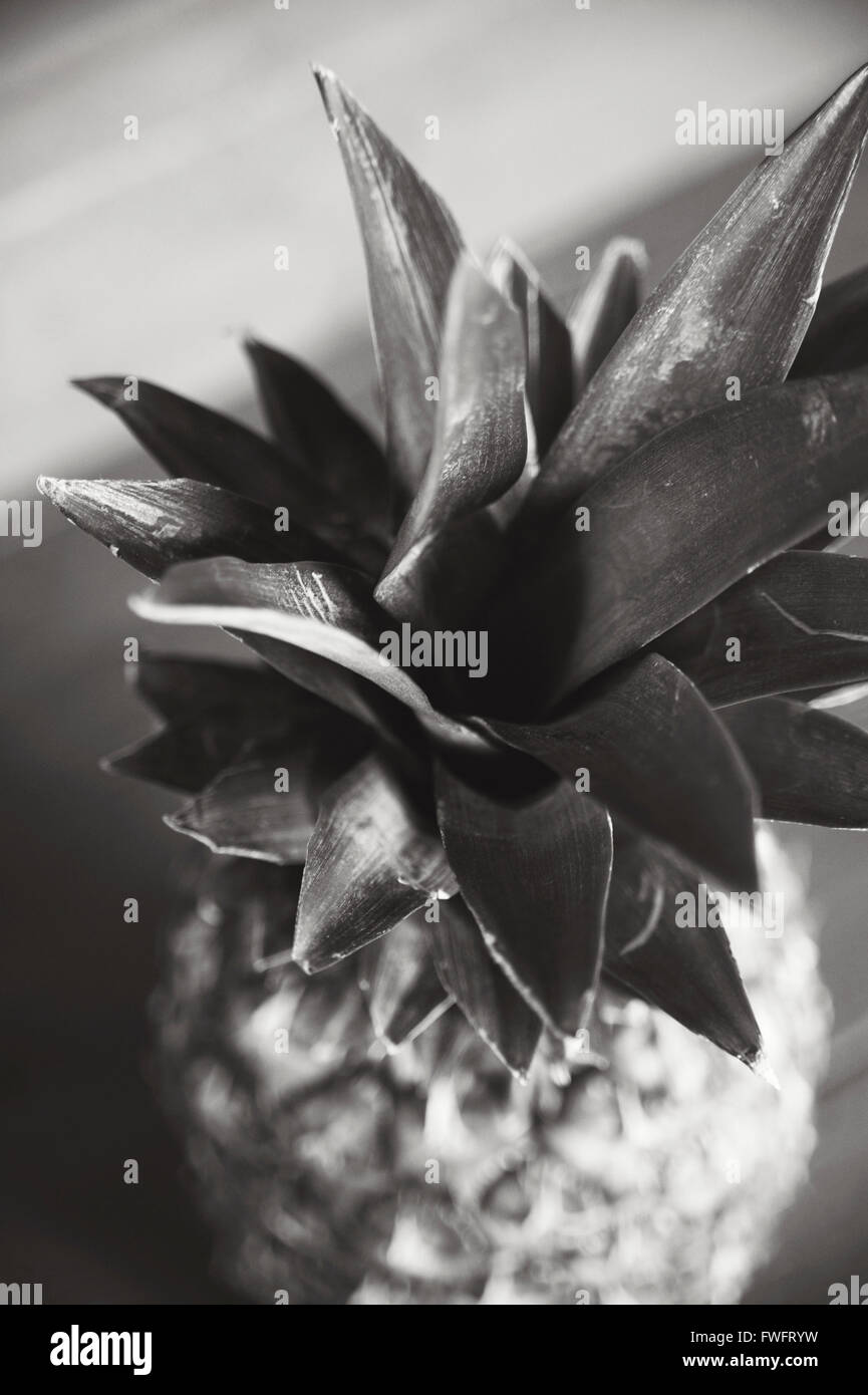 Black and White Photography of a whole pineapple Stock Photo