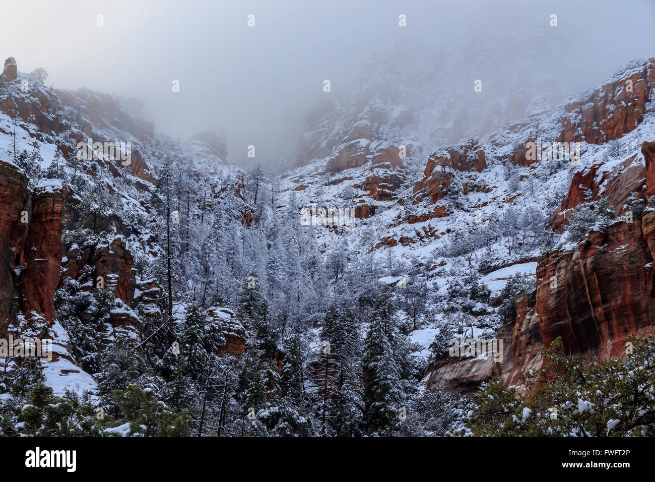 Storm Ravine Oak tree in snow storm hi-res stock photography and images - Alamy