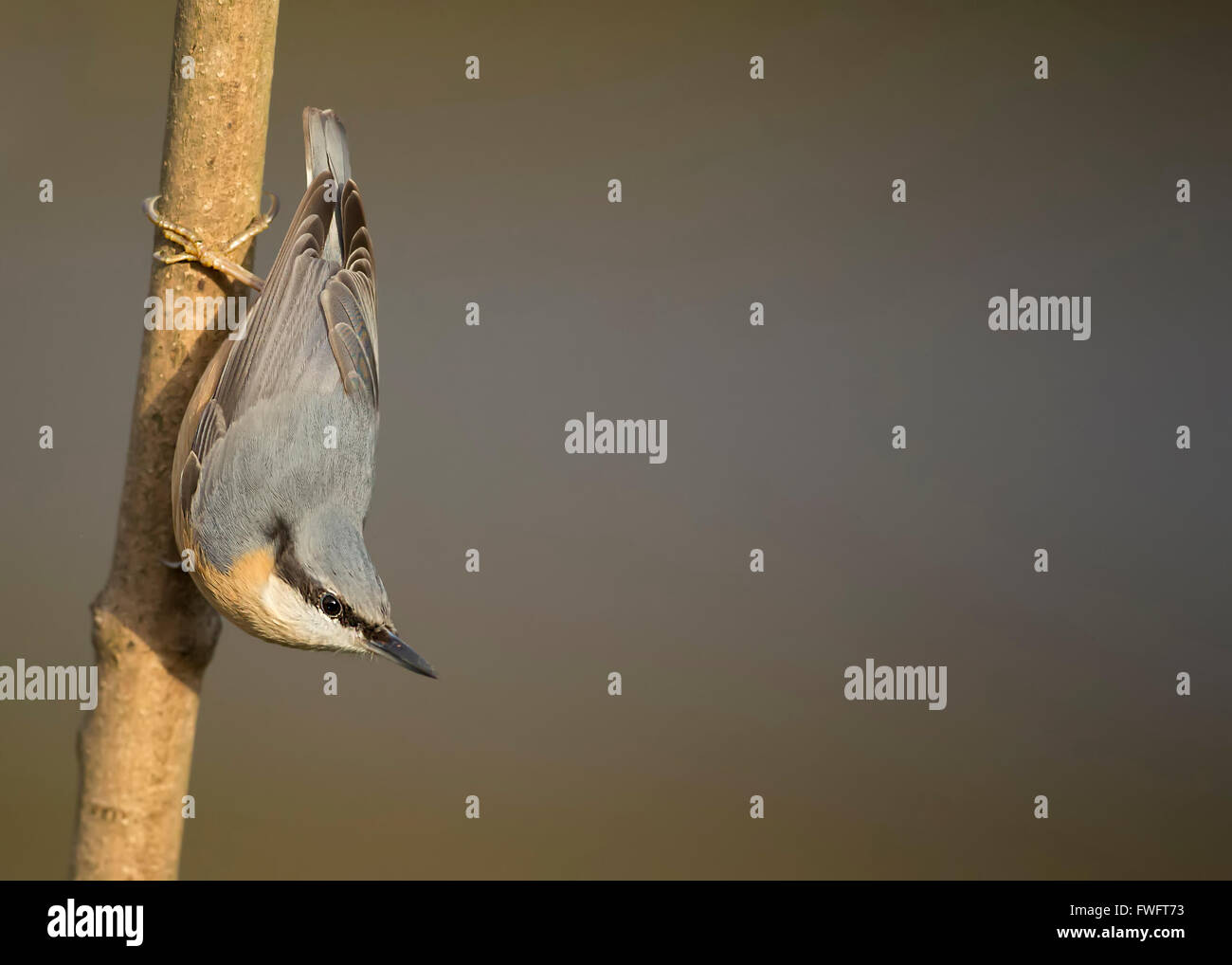 Nuthatch on branch Stock Photo