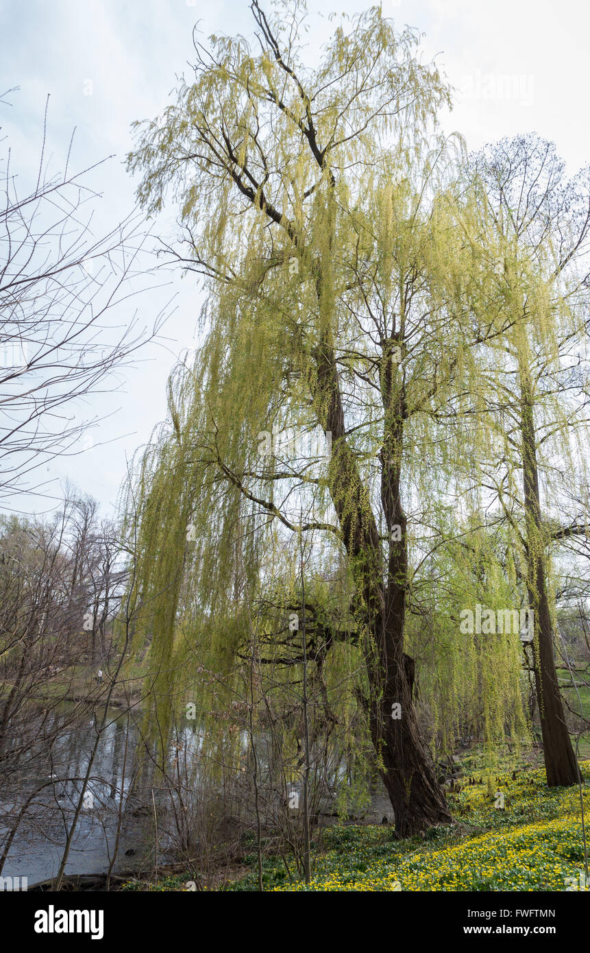 Is Weeping Willow Poisonous