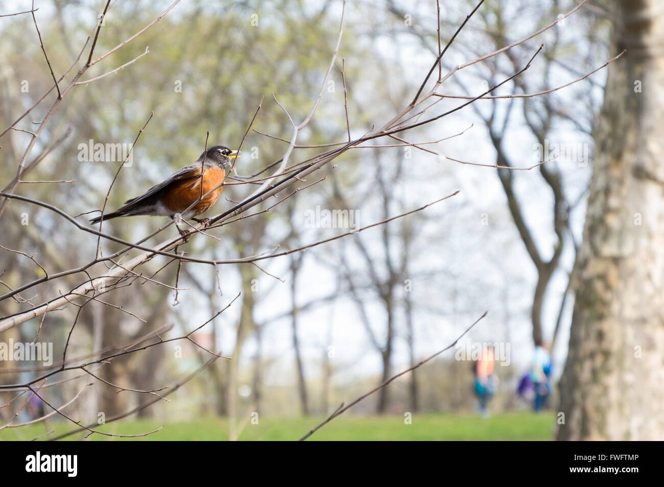 American robin central park new hires stock photography and images Alamy