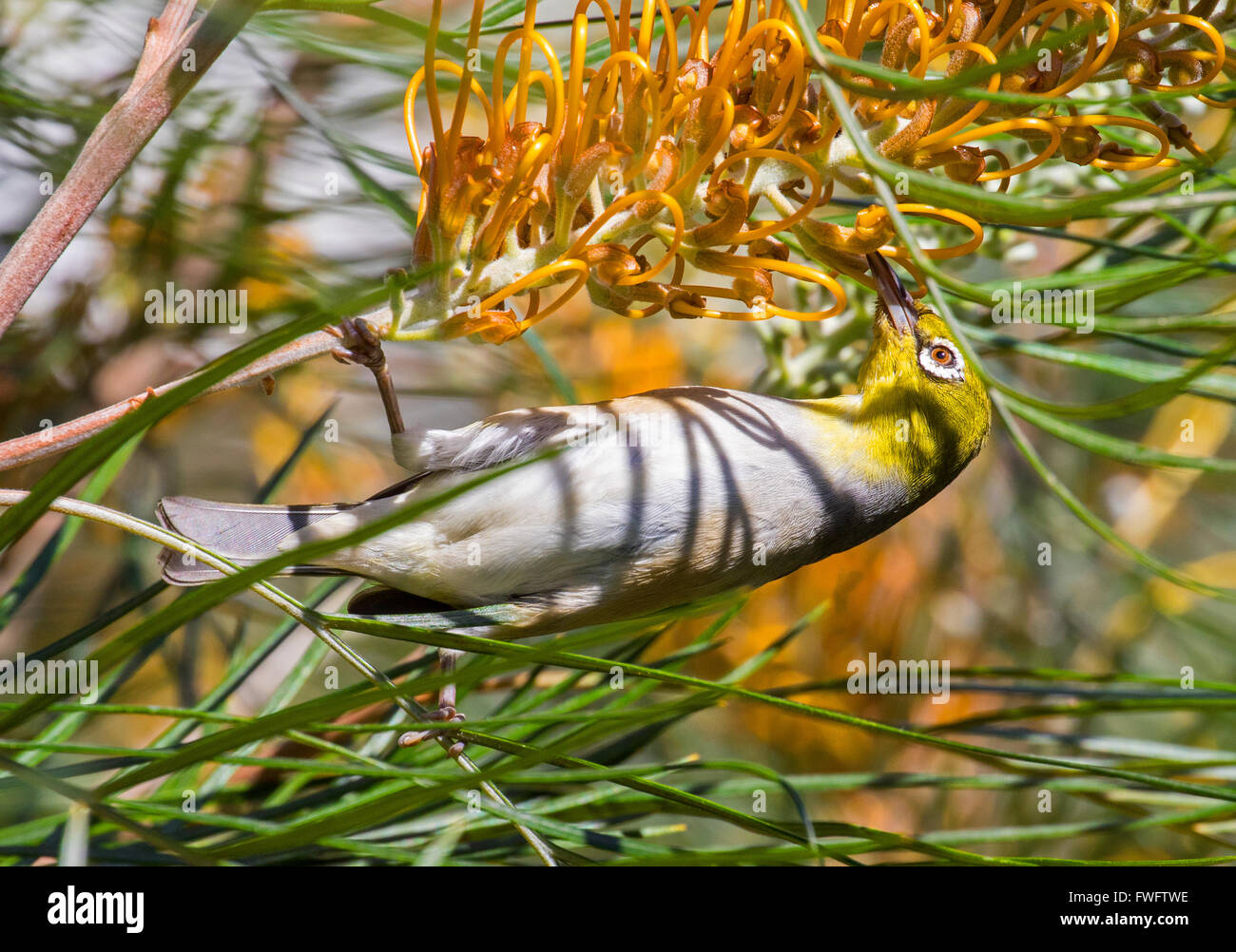 Little friarbird feeding on nectar Stock Photo
