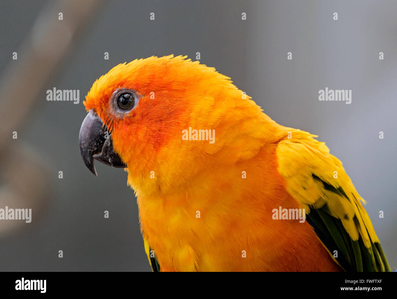 sun conure parrot Stock Photo