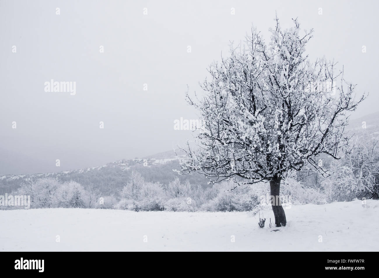 Solitaire tree in snowy country in winter Stock Photo - Alamy