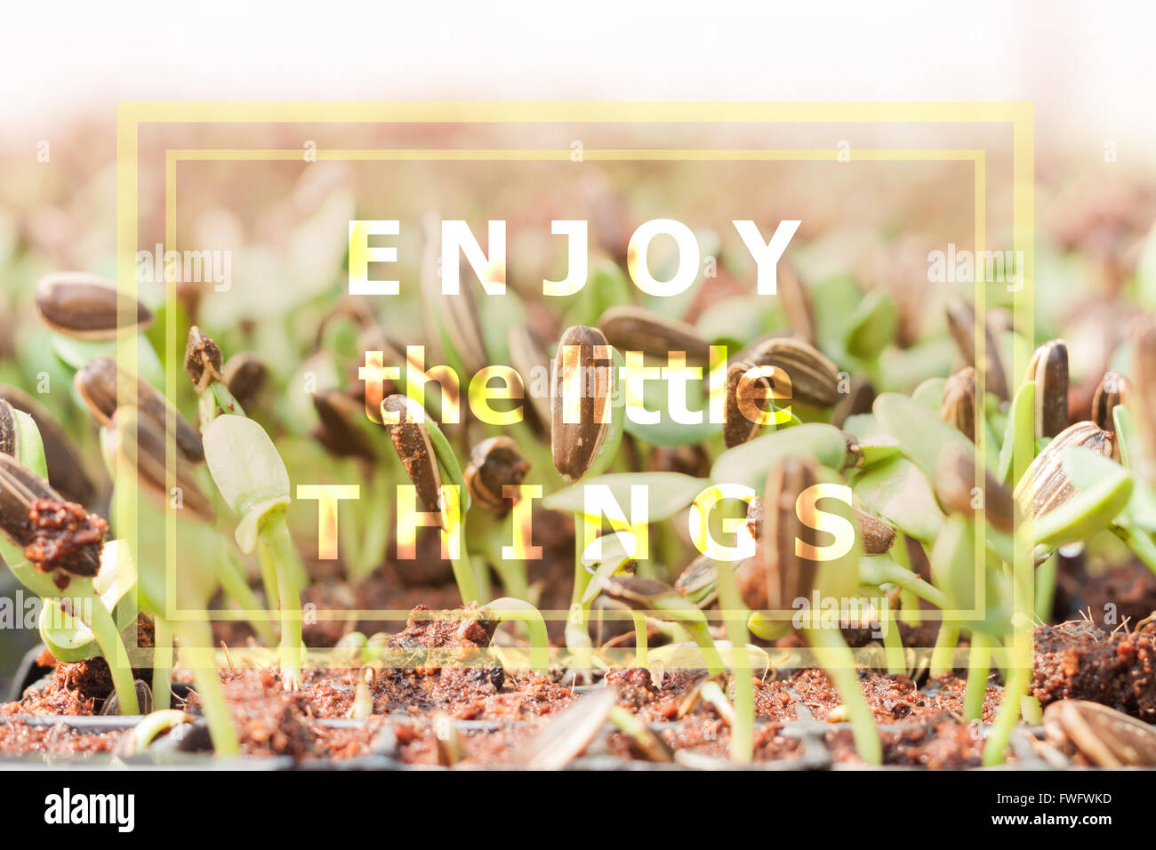 Enjoy the little things inspirational quote on nature background Stock Photo