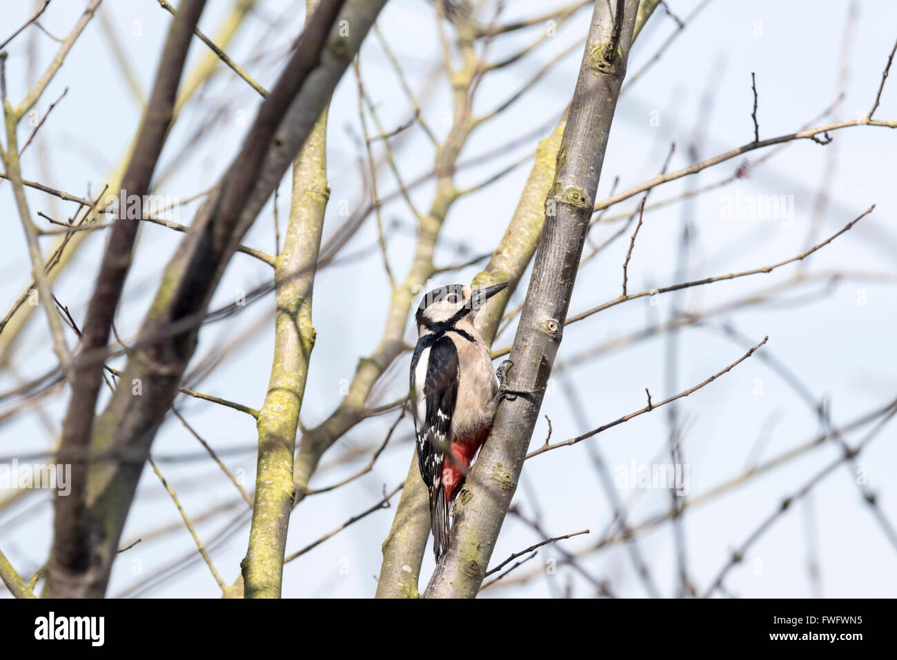 A Great Spotted Woodpecker perched in a tree - it remained there for less than 30 seconds! Stock Photo