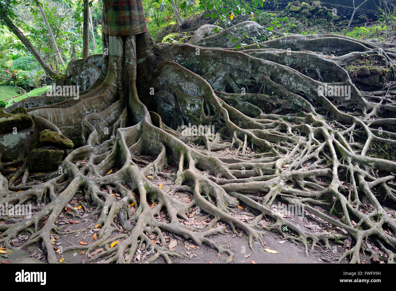 Roots of ficus tree, Bali, Indonesia Stock Photo Alamy