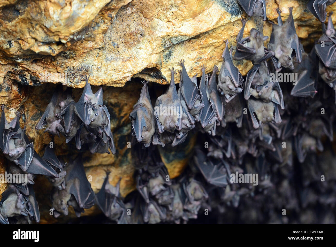 Bats in cave, bat temple Goa Lawah, Bali, Indonesia Stock Photo