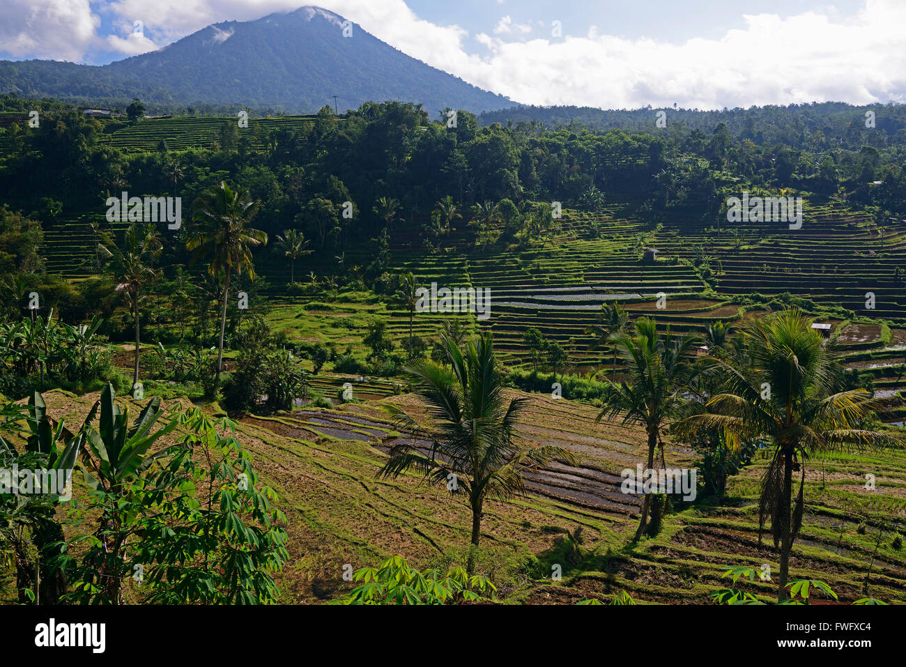 Reisterassen von Jatiluwih, Bali, Indonesien Stock Photo