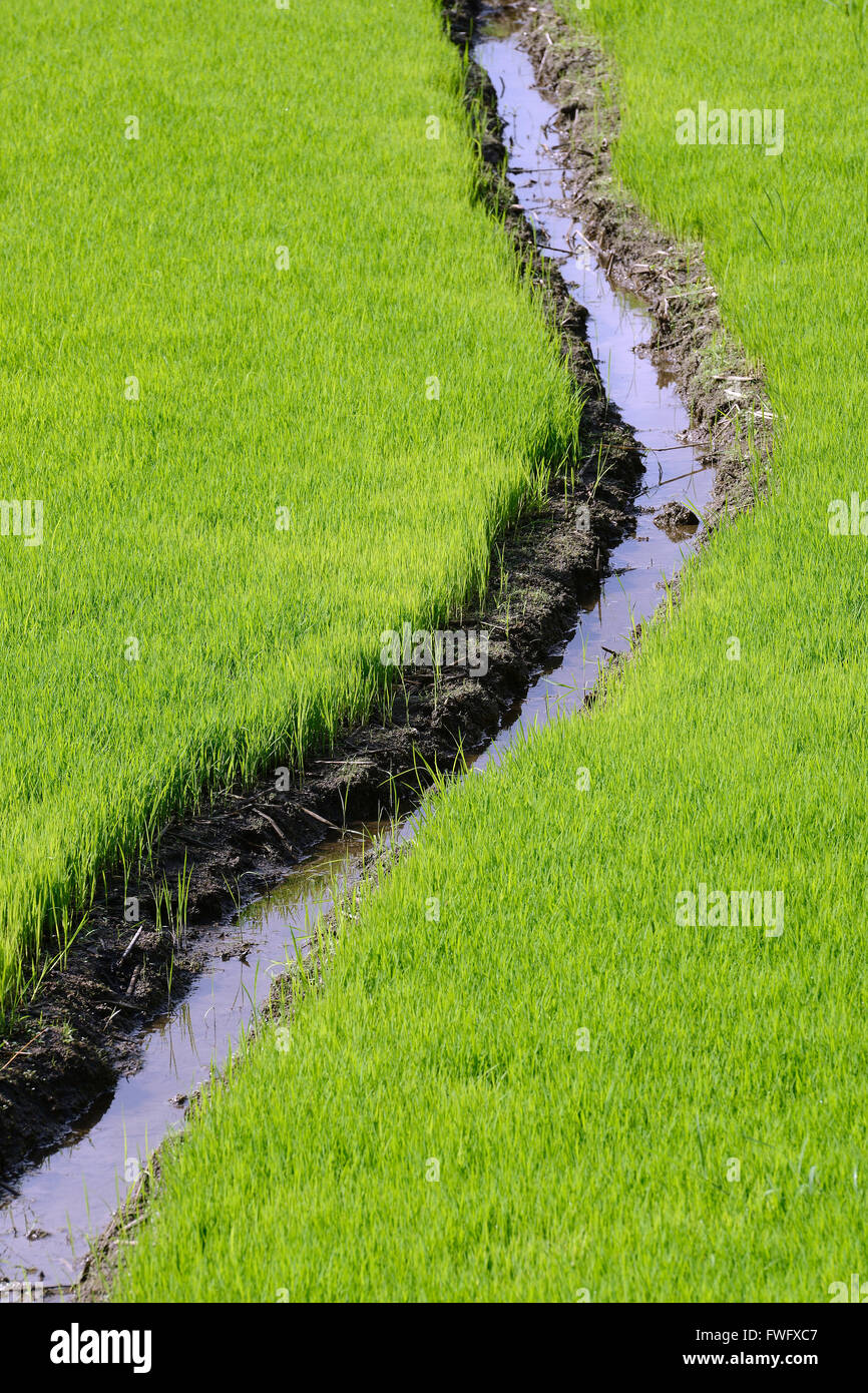 Water Channel Rice Field Watered rice field hi-res stock photography and images - Alamy