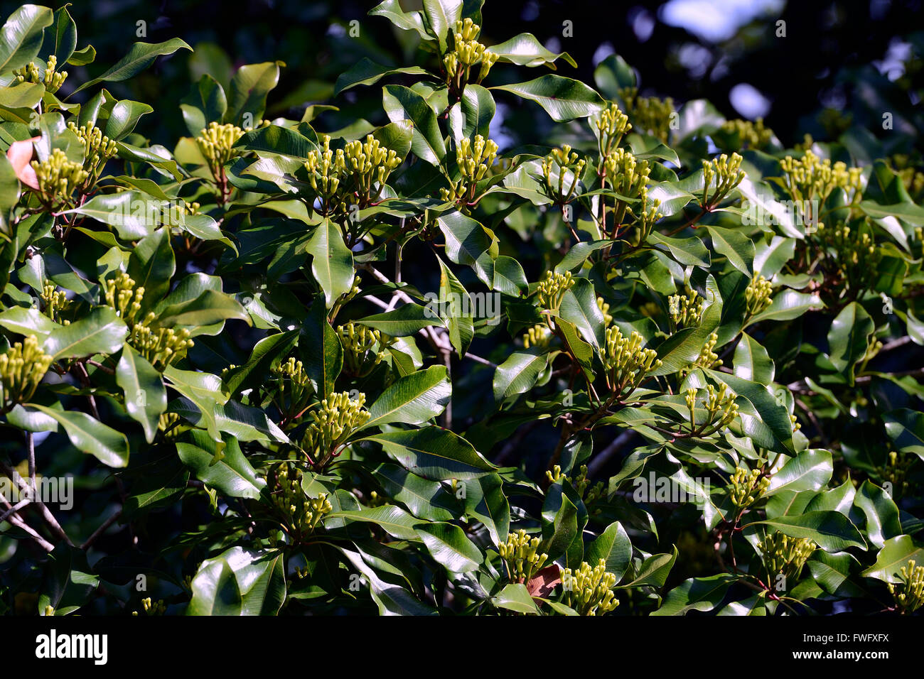 Nelken, Gewuerznelken an Gewuerznelken-Baum (Syzygium aromaticum), Bali, Indonesien Stock Photo